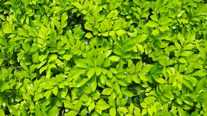 Fotobehang Closeup of a lush garden with vibrant green shrubbery, bathed in warm sunlight © Wirestock