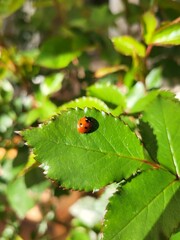 Image of a brightly colored ladybug perched on a green leaf
