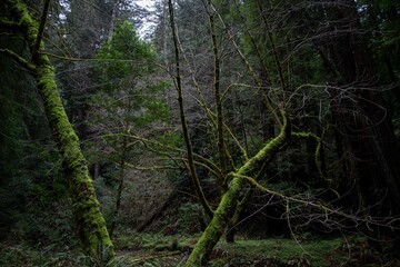 Fototapeta premium Trees covered in lush, vibrant moss standing in the middle of a dense forest.