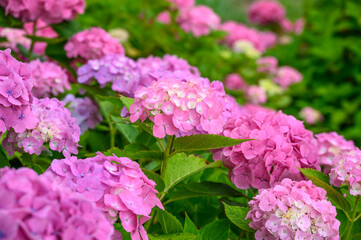 上磯ダム公園のカラフルな紫陽花