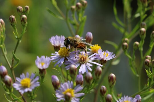 Close-up shot of a bee gathering nectar from sea asters.