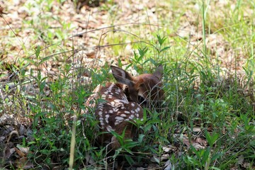 Small newborn spotted fawn restins in a rural meadow