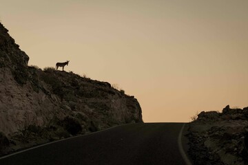 Majestic deer stands atop a dramatic rocky cliff at sunset, illuminated by the golden hues