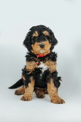 Adorable brown and black Berniedoodle puppy in the studio against a white background