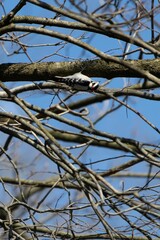 Vertical shot of a downy woodpecker perched on a tree branch