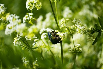 insect with white spots on back and body in green and white field