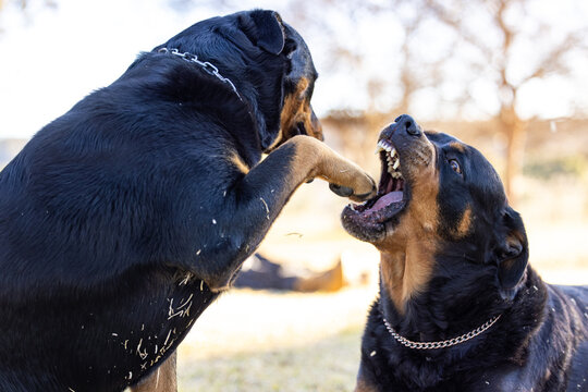 Rottweiler dogs playing with foot being bitten