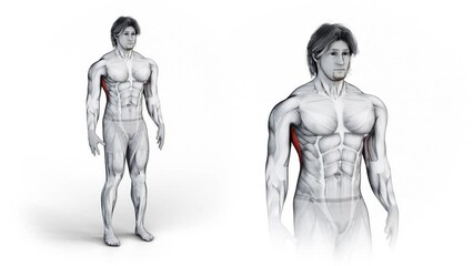 3d rendered animation of a warm-up exercise for External Abdominal Oblique