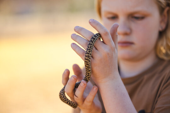 Pre-teen adolescent boy holding pet children's python snake