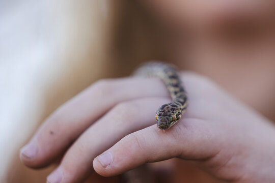 Close up of child's hands holding pet Children's Python snake with tongue out