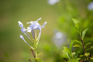 Vibrant blue flower dan against a soft, blurred backdrop of green foliage and other blooms