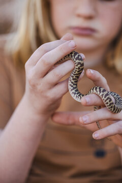 Close up of child's hands holding pet Children's Python snake