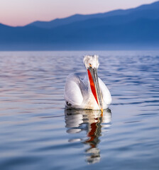 pelican on the water