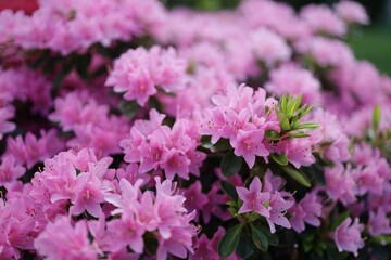 Obraz premium Close-up shot of a pink Rhododendron flower growing in the garden in spring