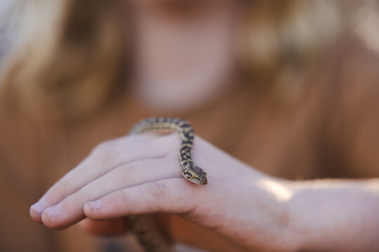 Close up of child's hands holding pet Children's Python snake