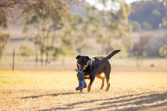 Rottweiler dog playing fetch with gumboot on dry lawn in summer