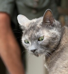 Closeup shot of a beautiful gray and white cat with piercing green eyes