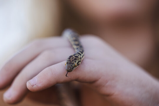 Close up of child's hands holding pet Children's Python snake with tongue out