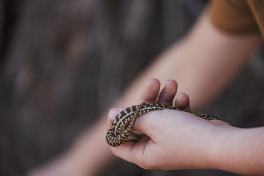 Close up of child's hands holding pet Children's Python snake