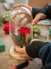 Preserved rose being placed in glass bell by hands of young woman