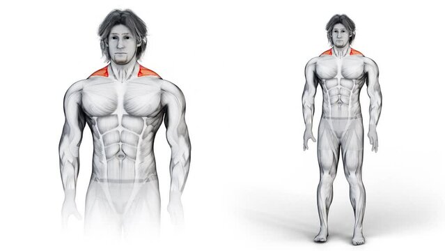 3d illustration of muscular man stretching his neck to train the upper part of shoulders muscle