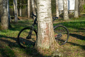 Fotobehang landscape with a birch grove on a spring morning, the first bright green © ANDA