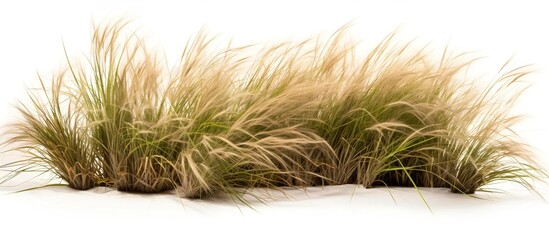 the tussock grass with isolated background design