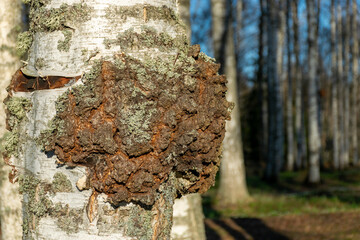 Black boletus (Inonotus obliquus, better known as chaga or black birch boletus) is an inedible...