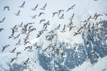 Huge flocks of light-mantled sooty albatross on the skies above Elephant Island, Antarctica