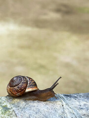 A small snail crawls in the garden