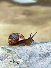 Brown snail with shell
