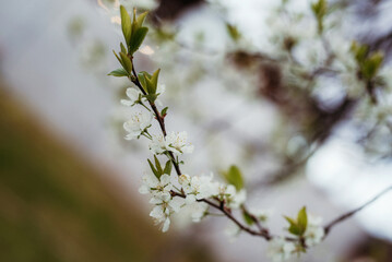 branches of a flowering tree close-up
