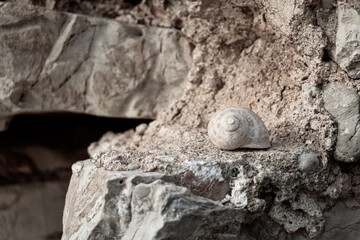Snail shells on a stone from Tower of Kiveri in Greece