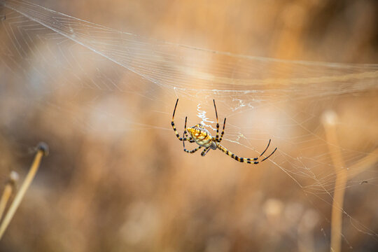 Argiope lobata, a species of spider belonging to the family Araneidae, on the web, Greece.