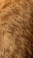 close up of fur