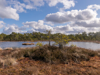 View of a peat bog lake on a sunny day