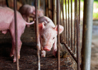 Many piglet cute newborn in cage at the pig farm with other piglets, Close-up of masses piglets in pig farm © NARONG