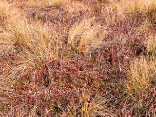 abstract picture with dry texture of marsh grass