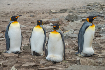 Magnificent colony of King Penguins breeding at Lagoon Bluff, Stanley, Falkland Islands (Islas Malvinas), UK