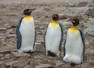 Stoic trio of King Penguins breeding at Lagoon Bluff, Stanley, Falkland Islands (Islas Malvinas), UK
