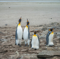 Fototapeta premium Four King Penguins breeding at Lagoon Bluff, Stanley, Falkland Islands (Islas Malvinas), UK