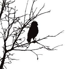 Silhouette of an owl sitting on a branch on a white background. Symbol of wild animal and nature.