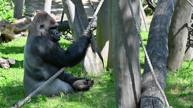 Berlin, Germany, 10 August 2023. Film at the zoo: a silver-backed gorilla sits on a rope and watches the area with a watchful eye.