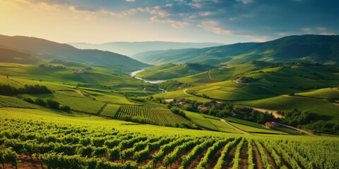 Beautiful landscape of Vineyards in European region in summer season comeliness - obrazy, fototapety, plakaty