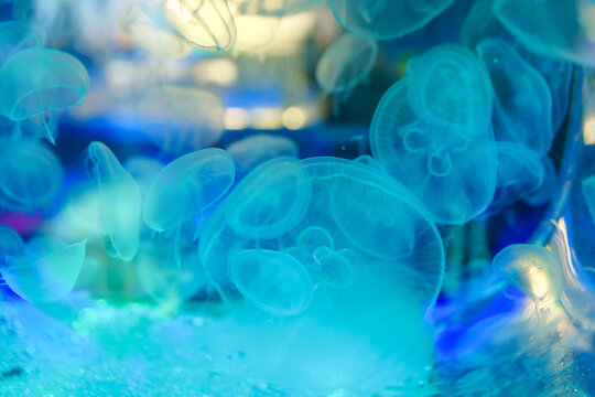 jellyfish in the saltwater aquarium © avtk