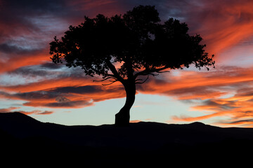 Silhouette of tree in the landscape at sunset. Nature and meadow.