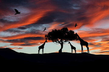 Silhouette of a group of giraffes in the landscape at sunset. Nature and Africa.