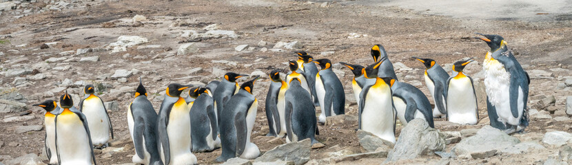 A single moulting king penguin among a breeding colony of their breathen at Bluff Lagoon, Stanley,...