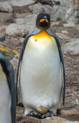 Closeup of a King Penguin keeping its egg warm, Lagoon Bluff, Stanley, Falkland Islands (Islas Malvinas), UK