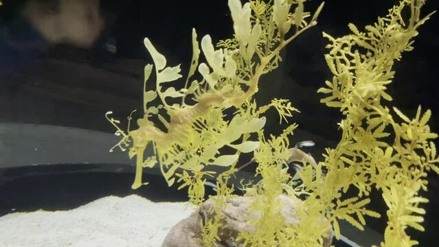 Yellow leafy sea dragons swimming in a tank